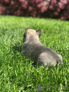 Foto №2 zu Ankündigung № 130357 zu verkaufen französische bulldogge - einkaufen Deutschland quotient 	ankündigung