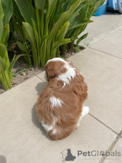 Foto №3. Entzückender Cavalier King Charles Welpe zum Verschenken. Frankreich