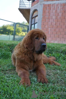 Zusätzliche Fotos: Tibetmastiff-Welpen