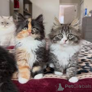 Foto №2 zu Ankündigung № 172693 zu verkaufen sibirische katze - einkaufen Belgien quotient 	ankündigung, züchter