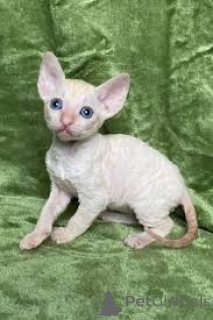 Foto №3. Kocięta rasy Cornish Rex auf Sprünge. Polen