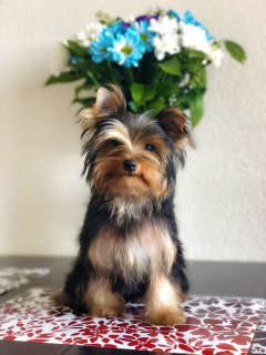 Foto №1. yorkshire terrier - zum Verkauf in der Stadt St. Petersburg | 224€ | Ankündigung № 2638