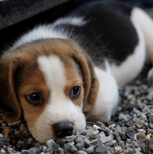 Zusätzliche Fotos: Beagle-Welpen gesucht