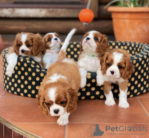 Foto №1. cavalier king charles spaniel - zum Verkauf in der Stadt Flensburg | Frei | Ankündigung № 82905