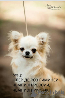 Foto №2 zu Ankündigung № 8908 zu verkaufen chihuahua - einkaufen Russische Föderation vom kindergarten