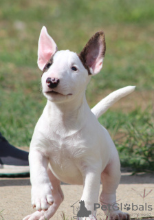 Foto №1. bullterrier - zum Verkauf in der Stadt Belgrad | verhandelt | Ankündigung № 122367