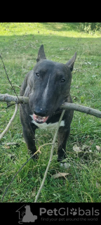 Foto №2. Paarung Service bullterrier. Preis - Frei