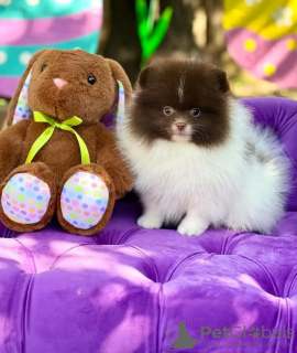 Foto №2 zu Ankündigung № 132039 zu verkaufen pommersche spitz - einkaufen Estland züchter