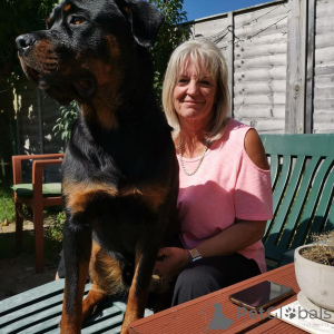 Foto №1.  - zum Verkauf in der Stadt Deià | verhandelt | Ankündigung № 163410