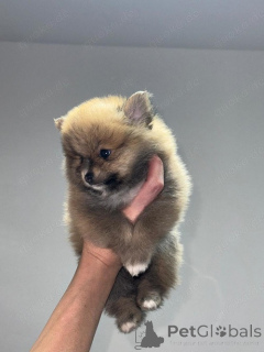 Foto №4. Ich werde verkaufen pommersche spitz in der Stadt Bern. quotient 	ankündigung - preis - 850€