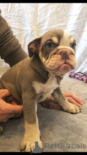 Foto №3. Gesunde Englische Bulldogge jetzt für liebevolle Haushalte erhältlich. Deutschland