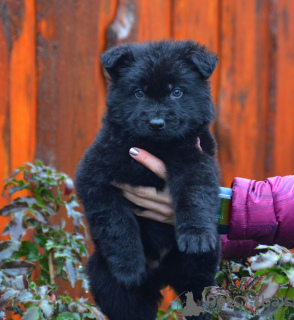 Foto №2 zu Ankündigung № 8502 zu verkaufen deutscher schäferhund - einkaufen Ukraine vom kindergarten