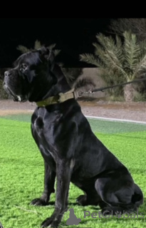 Foto №2. Paarung Service cane corso italiano. Preis - verhandelt