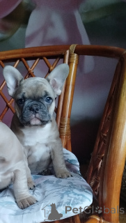 Foto №2 zu Ankündigung № 161753 zu verkaufen französische bulldogge - einkaufen Weißrussland quotient 	ankündigung