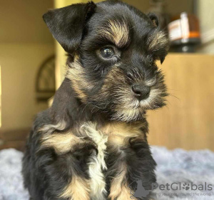 Foto №1. schnauzer, schnauzer, schnauzer - zum Verkauf in der Stadt Köln | verhandelt | Ankündigung № 127621