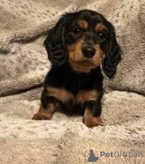 Foto №2 zu Ankündigung № 165699 zu verkaufen dackel - einkaufen Großbritannien quotient 	ankündigung, züchter