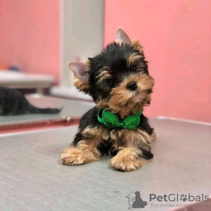 Foto №1. yorkshire terrier - zum Verkauf in der Stadt Texas City | verhandelt | Ankündigung № 67536