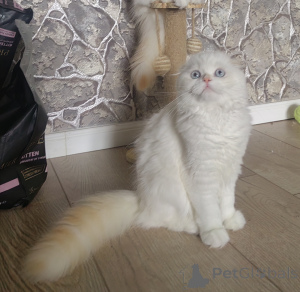Foto №2 zu Ankündigung № 153956 zu verkaufen schottische faltohrkatze - einkaufen Russische Föderation vom kindergarten