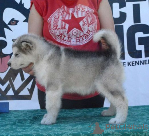 Foto №2 zu Ankündigung № 105071 zu verkaufen alaskan malamute - einkaufen Serbien 