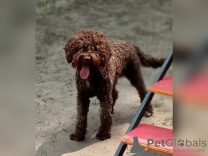 Foto №1. lagotto romagnolo - zum Verkauf in der Stadt Włocławek | 950€ | Ankündigung № 125065