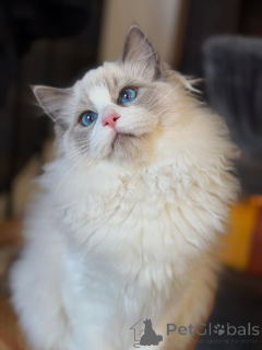 Foto №3. Elegant, sanft und voller Charme ist Bella eine in Fell gehüllte Schönheit.. Irland