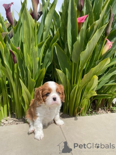 Foto №1. cavalier king charles spaniel - zum Verkauf in der Stadt Arrondissement de Paris | Frei | Ankündigung № 172458