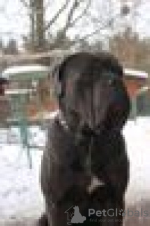 Foto №2 zu Ankündigung № 10565 zu verkaufen cane corso italiano - einkaufen Ukraine quotient 	ankündigung, züchter