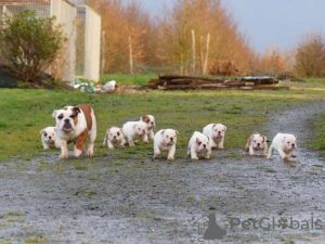 Foto №1. englische bulldogge - zum Verkauf in der Stadt Zele | 1200€ | Ankündigung № 120923