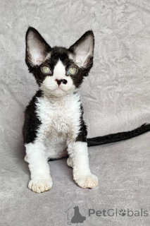 Foto №3. Chatons Devon Rex sind sofort verfügbar.. Belgien