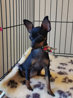 Foto №2 zu Ankündigung № 2620 zu verkaufen prager rattler - einkaufen Russische Föderation züchter