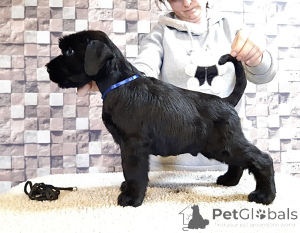 Foto №1. schnauzer - zum Verkauf in der Stadt Aix-en-provence | verhandelt | Ankündigung № 172623