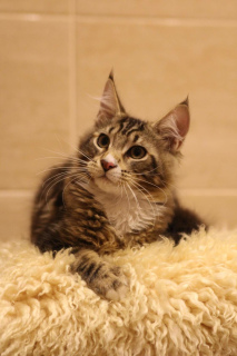 Foto №3. Elisha 3,5mes. Katzenrasse MSO Maine Coon, schwarzer Marmor mit weißem. Russische Föderation