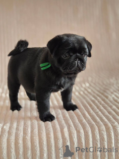 Foto №2 zu Ankündigung № 177771 zu verkaufen mops - einkaufen Niederlande quotient 	ankündigung