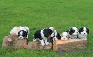 Zusätzliche Fotos: Entzückende King Charles Cavaliers