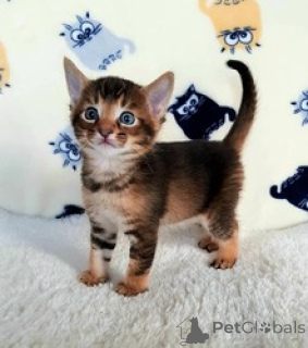 Foto №2 zu Ankündigung № 169484 zu verkaufen caracal - einkaufen Grönland züchter