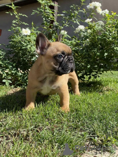 Zusätzliche Fotos: Französische Bulldogge Aus dem Hause Don