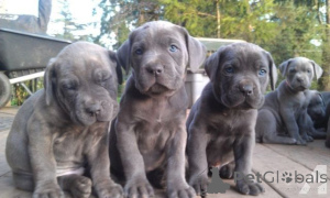 Foto №1. cane corso italiano - zum Verkauf in der Stadt Freien | 350€ | Ankündigung № 171444
