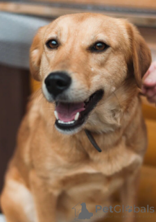 Foto №2 zu Ankündigung № 166924 zu verkaufen mischlingshund - einkaufen Weißrussland quotient 	ankündigung