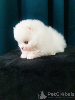 Foto №2 zu Ankündigung № 129511 zu verkaufen pommersche spitz - einkaufen Georgien quotient 	ankündigung, vom kindergarten, züchter