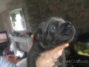 Foto №2 zu Ankündigung № 173350 zu verkaufen cane corso italiano - einkaufen Spanien quotient 	ankündigung