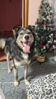 Foto №3. Der wahrscheinlichste und frechste Hund Grey sucht nach einem Haus.. Russische Föderation