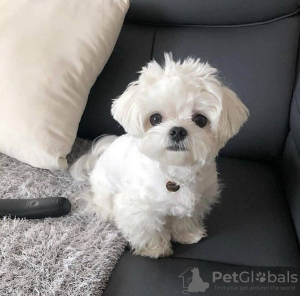 Foto №3. Maltase-valper. Norwegen