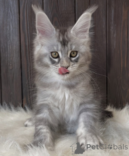 Foto №1. maine-coon-katze - zum Verkauf in der Stadt Aachen | 950€ | Ankündigung № 161399