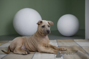 Foto №2 zu Ankündigung № 137257 zu verkaufen thai ridgeback - einkaufen Russische Föderation züchter