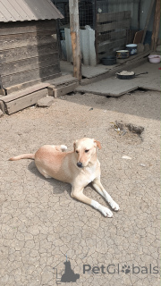 Foto №4. Ich werde verkaufen mischlingshund in der Stadt Moskwa. quotient 	ankündigung - preis - Frei