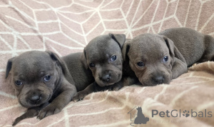 Foto №1. staffordshire bull terrier - zum Verkauf in der Stadt Murnau Am Staffelsee | 580€ | Ankündigung № 175408