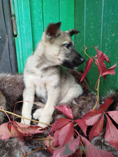 Foto №4. Ich werde verkaufen mischlingshund in der Stadt Москва. quotient 	ankündigung - preis - Frei