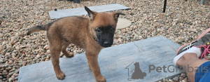 Foto №1. malinois - zum Verkauf in der Stadt Ljubljana | 250€ | Ankündigung № 117960