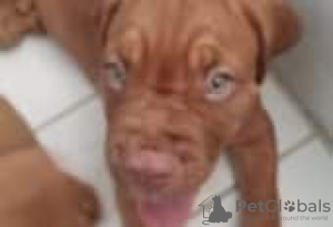Foto №2 zu Ankündigung № 129154 zu verkaufen dogue de bordeaux - einkaufen Finnland züchter
