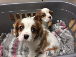 Foto №1.  - zum Verkauf in der Stadt Bellinzona | verhandelt | Ankündigung № 137478